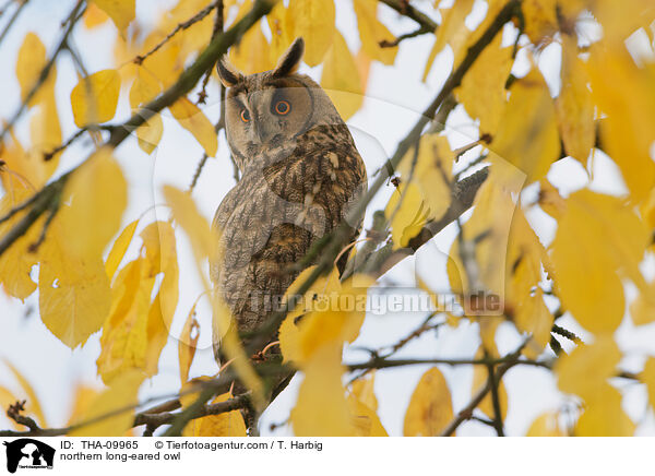 Waldohreule / northern long-eared owl / THA-09965