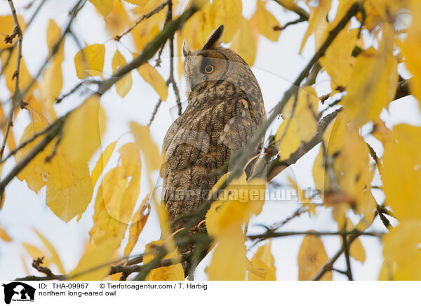 Waldohreule / northern long-eared owl / THA-09967