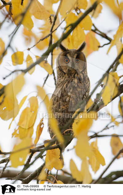 Waldohreule / northern long-eared owl / THA-09969