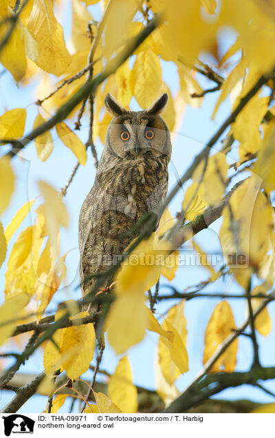 Waldohreule / northern long-eared owl / THA-09971