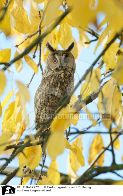 Waldohreule / northern long-eared owl / THA-09972