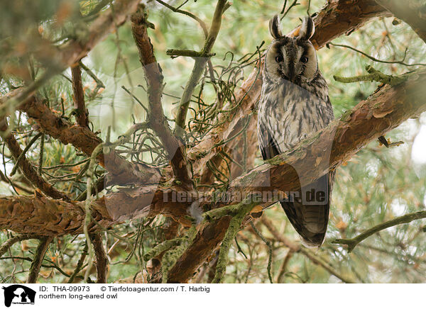 Waldohreule / northern long-eared owl / THA-09973