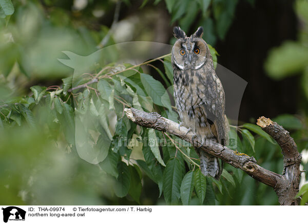 northern long-eared owl / THA-09974