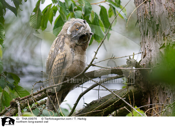 Waldohreule / northern long-eared owl / THA-09976