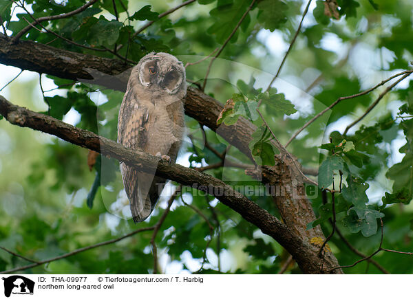 Waldohreule / northern long-eared owl / THA-09977