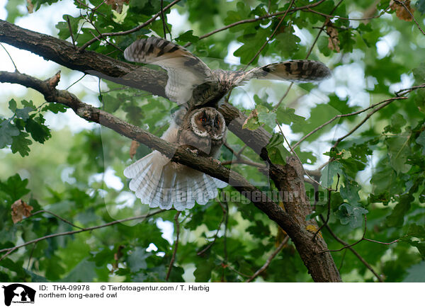 Waldohreule / northern long-eared owl / THA-09978