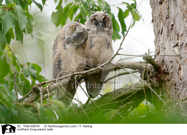 Waldohreulen / northern long-eared owls / THA-09979