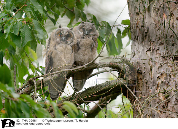 Waldohreulen / northern long-eared owls / THA-09981