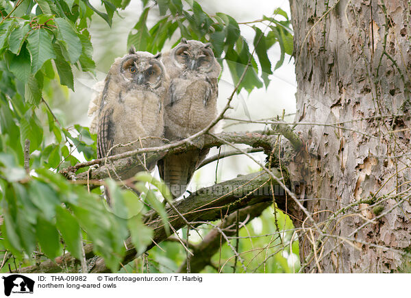 Waldohreulen / northern long-eared owls / THA-09982