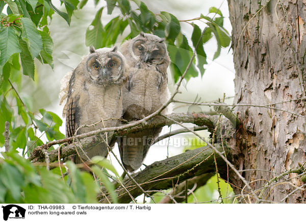 northern long-eared owls / THA-09983