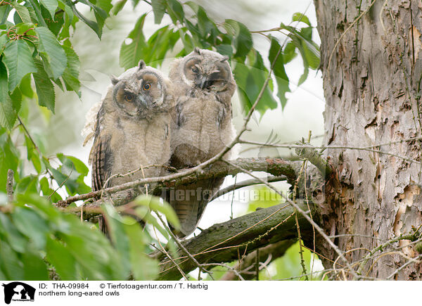 Waldohreulen / northern long-eared owls / THA-09984