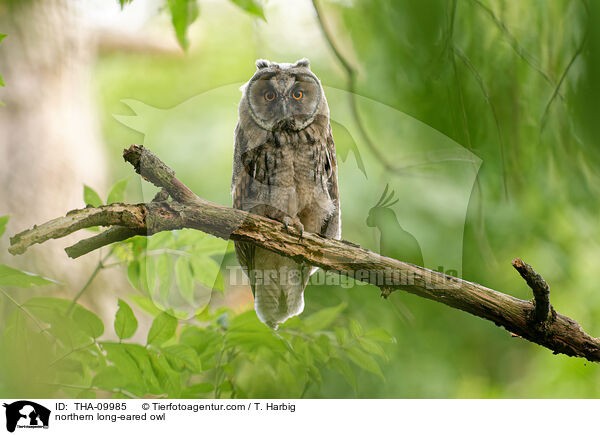 northern long-eared owl / THA-09985