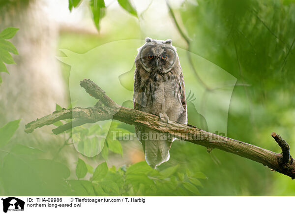 Waldohreule / northern long-eared owl / THA-09986