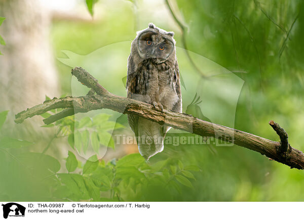 Waldohreule / northern long-eared owl / THA-09987