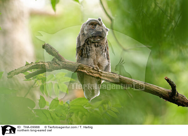 Waldohreule / northern long-eared owl / THA-09988