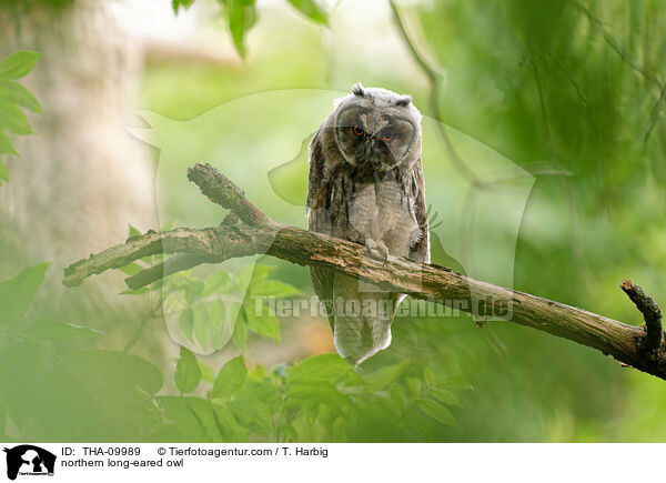 Waldohreule / northern long-eared owl / THA-09989