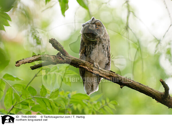 Waldohreule / northern long-eared owl / THA-09990