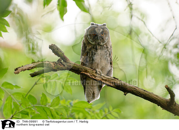 northern long-eared owl / THA-09991
