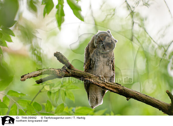 northern long-eared owl / THA-09992
