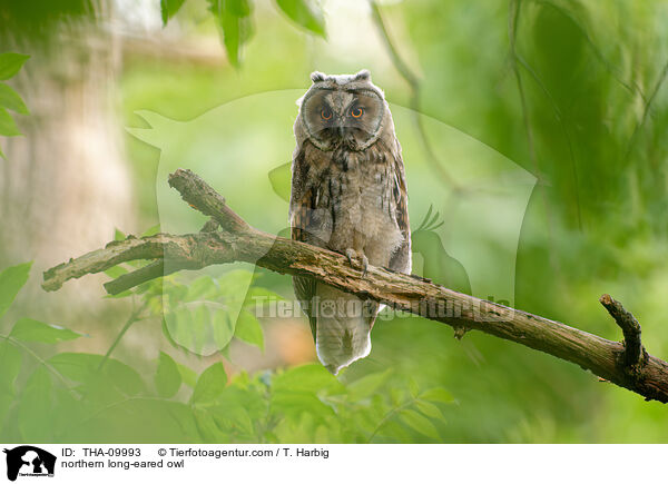 northern long-eared owl / THA-09993