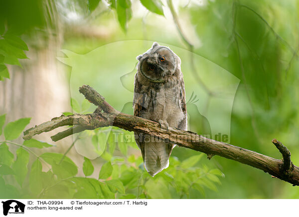 Waldohreule / northern long-eared owl / THA-09994
