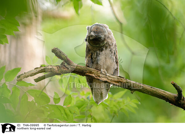 Waldohreule / northern long-eared owl / THA-09995