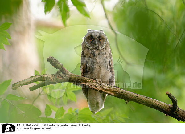 northern long-eared owl / THA-09996