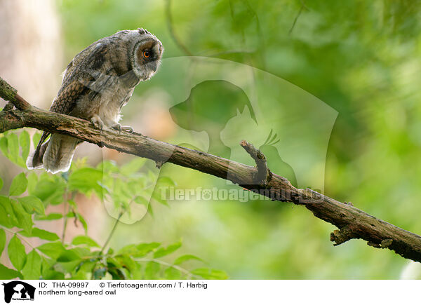 Waldohreule / northern long-eared owl / THA-09997