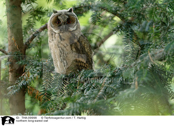 northern long-eared owl / THA-09998
