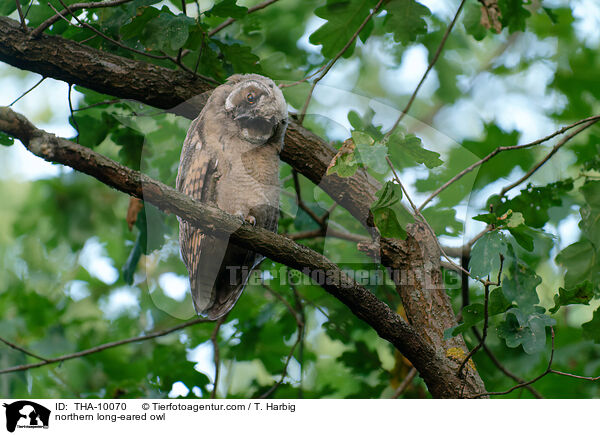 Waldohreule / northern long-eared owl / THA-10070