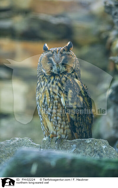 northern long-eared owl / FH-02224