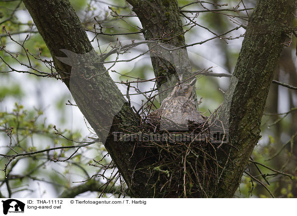 Waldohreule / long-eared owl / THA-11112