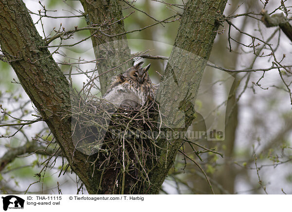 Waldohreule / long-eared owl / THA-11115