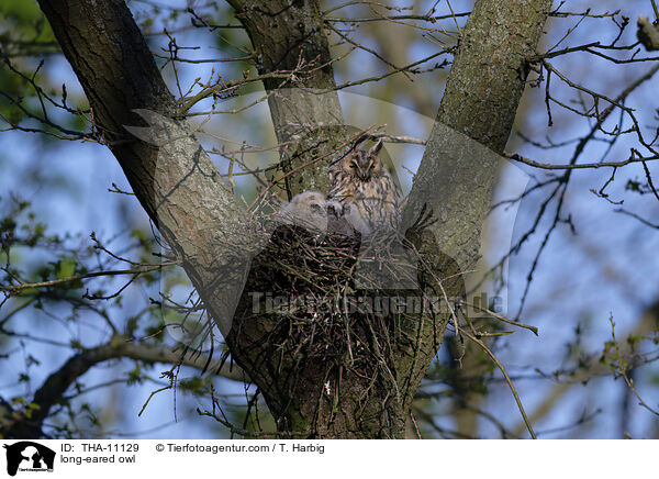 Waldohreule / long-eared owl / THA-11129