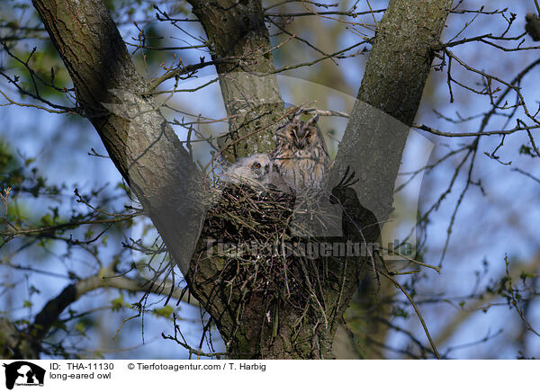 Waldohreule / long-eared owl / THA-11130