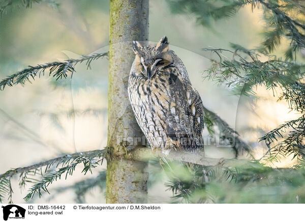 Waldohreule / long-eared owl / DMS-16442