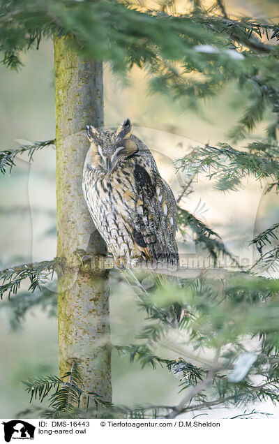 Waldohreule / long-eared owl / DMS-16443