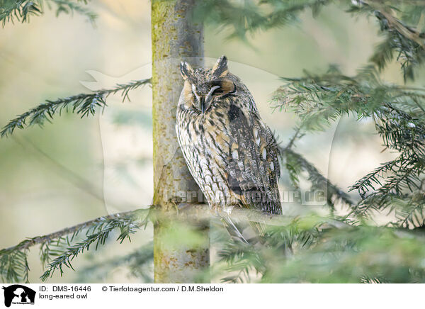long-eared owl / DMS-16446