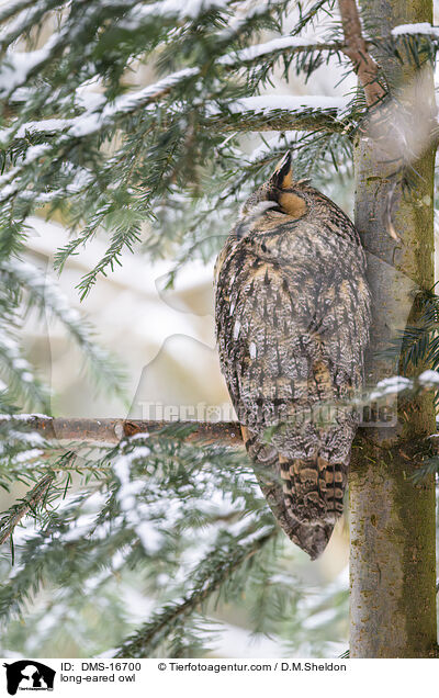 Waldohreule / long-eared owl / DMS-16700