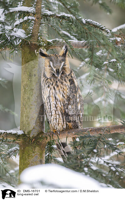Waldohreule / long-eared owl / DMS-16701