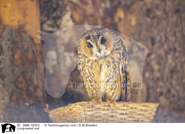 Waldohreule / Long-eared owl / DMS-18303