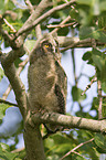 long-eared owl