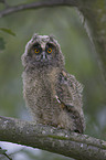 young Long-eared Owl