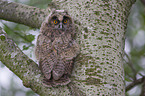 northern long-eared owl