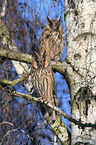 northern long-eared owls