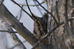 northern long-eared owl