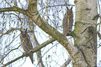 northern long-eared owls