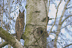northern long-eared owl