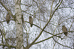 northern long-eared owls