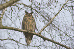 northern long-eared owl